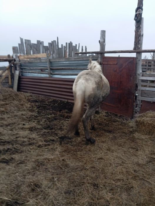 Продам жеребчика