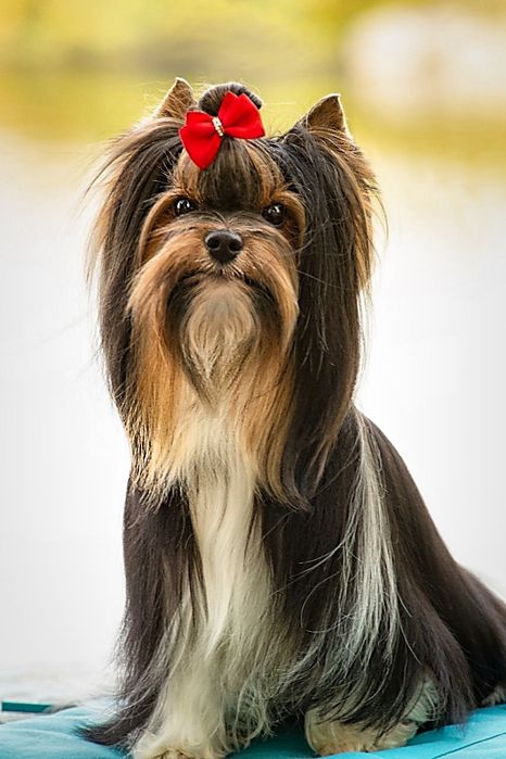 Бивер Йоркширски териер-бивър