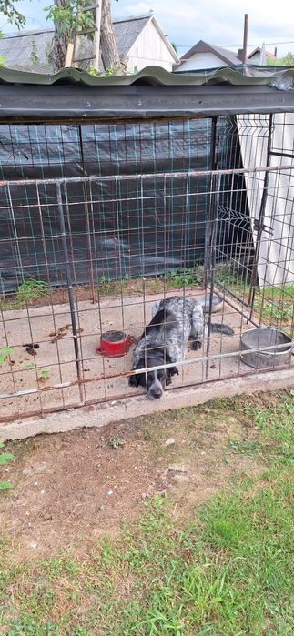 Donez câine de rasă.