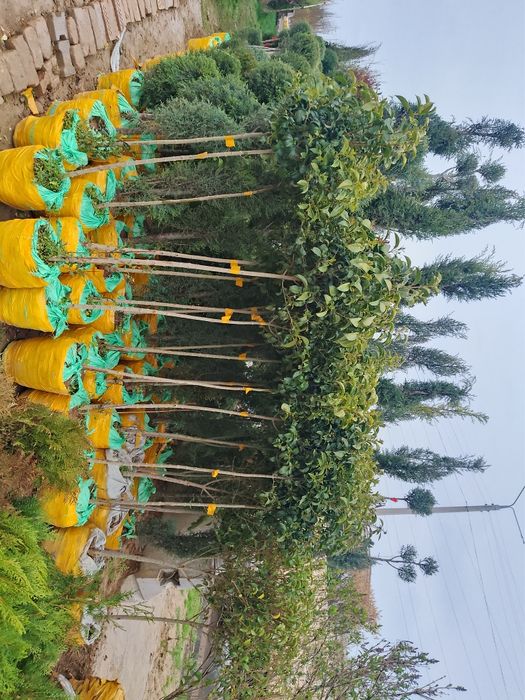 Galboyil kpariski archalar bor xar xildagi archalar ham bor