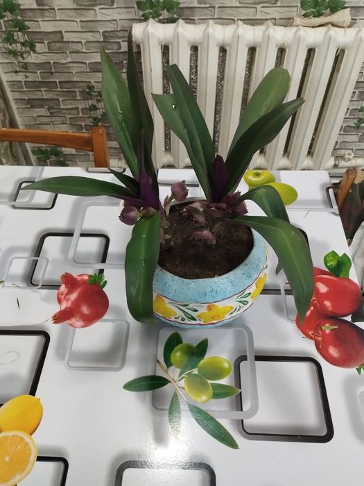 Цветок Рео Ласточкино гнездо