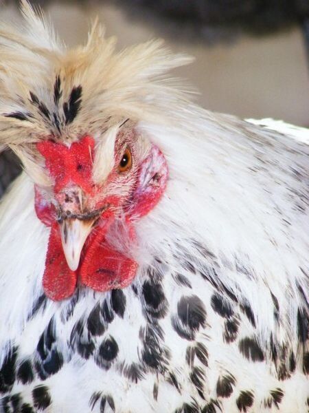 Апанзеллер серебро Товук Хороз Туркия Привазной