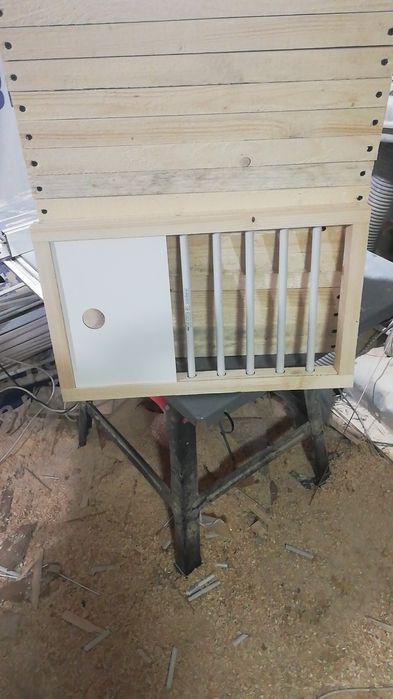 Fete porumbei de boxe