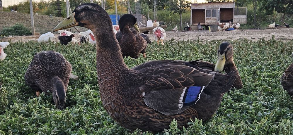 Raţoi rouen disponibili