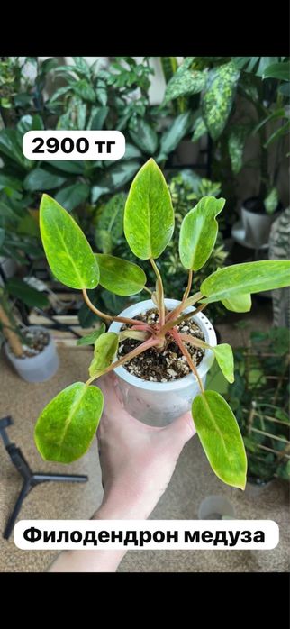 Комнатные растения