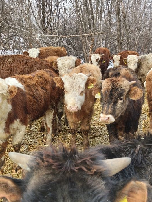 Продам Бычков породы гелефорд