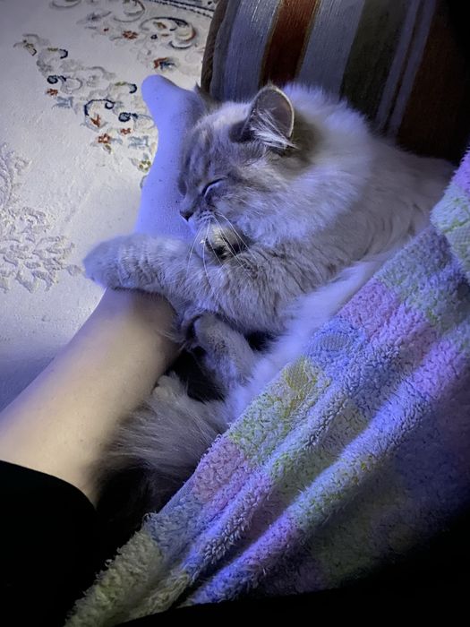 Кошечка Юки 9-10 месяцев