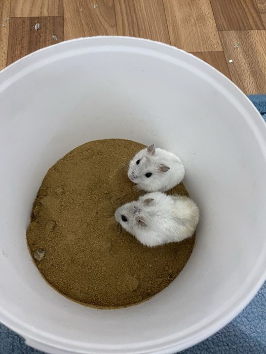 Продаются джунгарские хомяки!