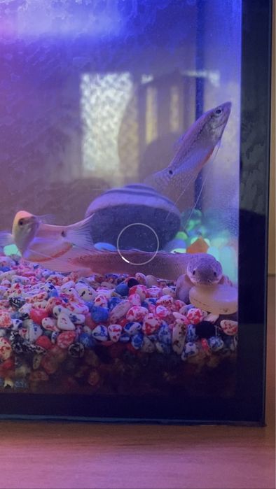 Аквариум 54 литра