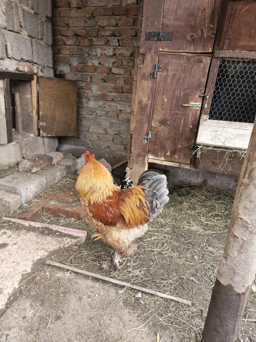 Cocoș Metiș de Brahma