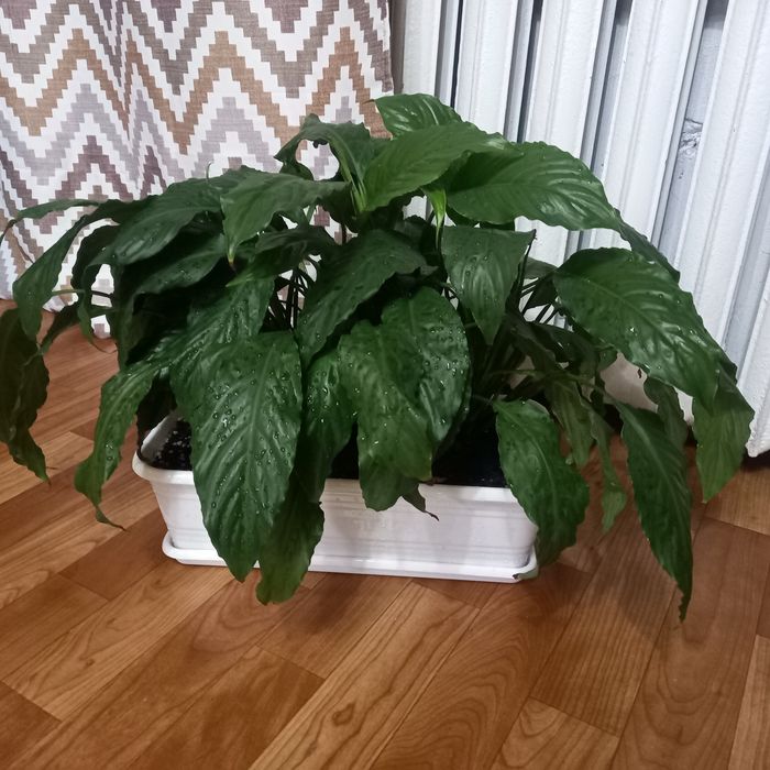 Продам Женское счастье
