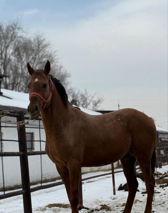 Айгыр сатылады 6 жасар