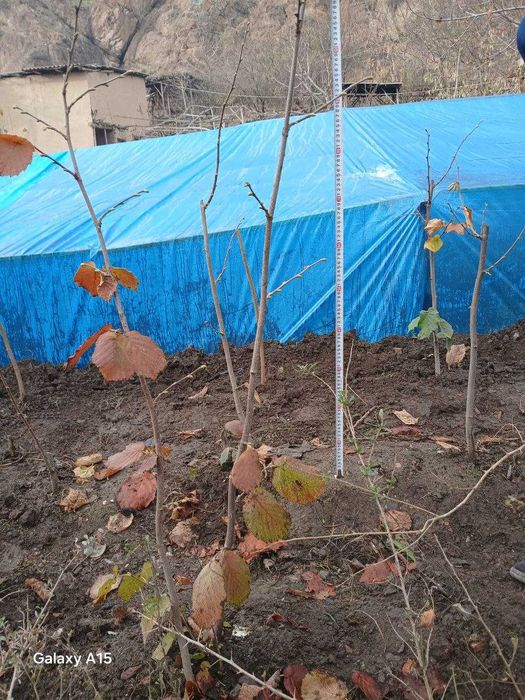 Funduk yong'og'i (фундук е'нгоги) ko'chatlari sotiladi,1 yoshdan 4 yos