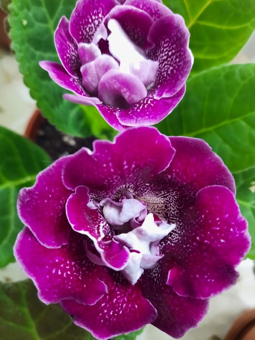 Продам смесь семян глоксиний.