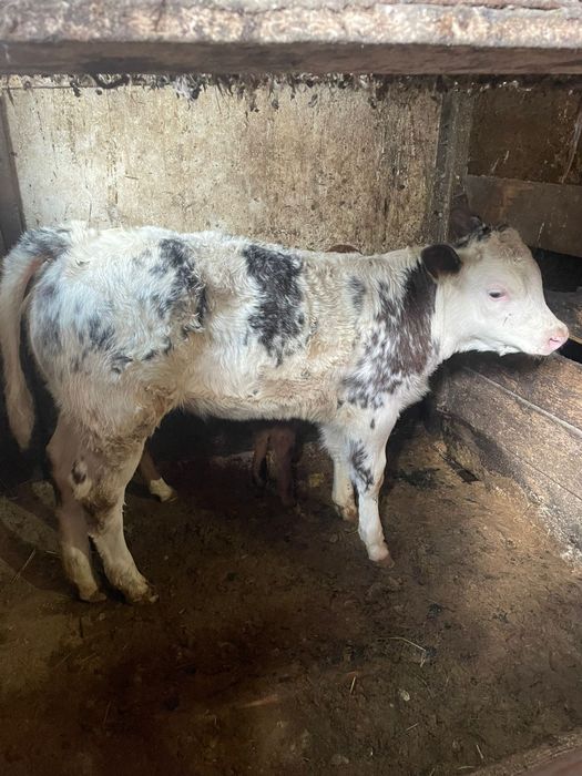 Vand  vitica belgiana