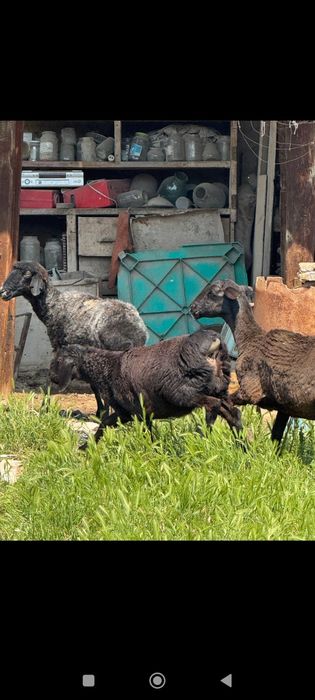 Она бола куйлар куй ку́й бу́гоз куйлар бор