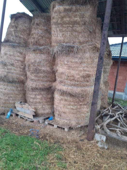 Vând baloți de lucernă