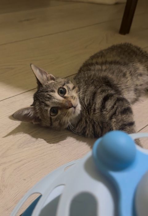 2х месяный котенок ищет дом