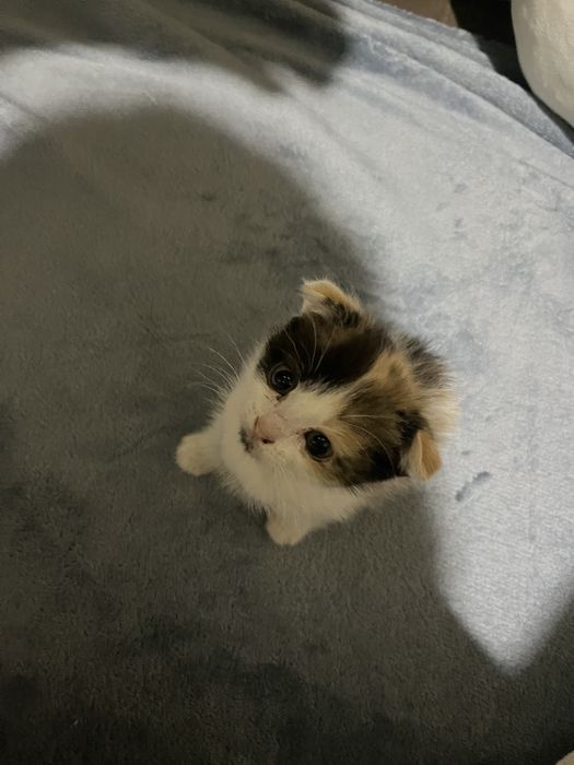 продам котят вислоухие