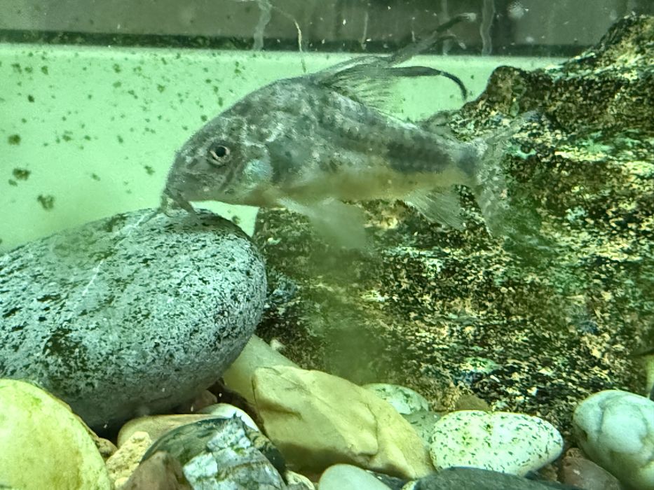 Аквариумные рыбки