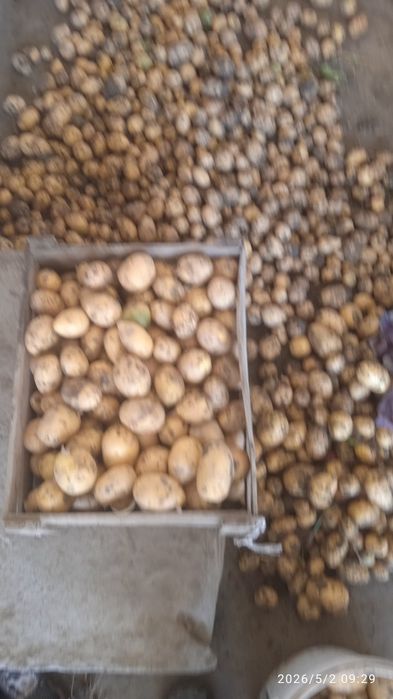 Kartoshka sotiladi