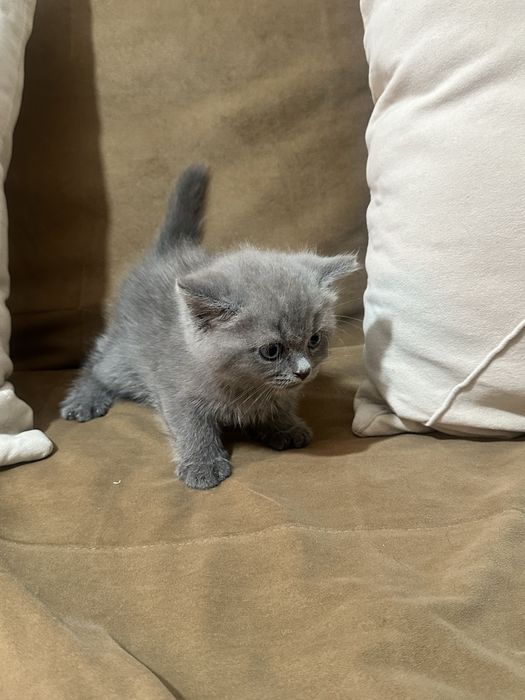 Шатландские котята