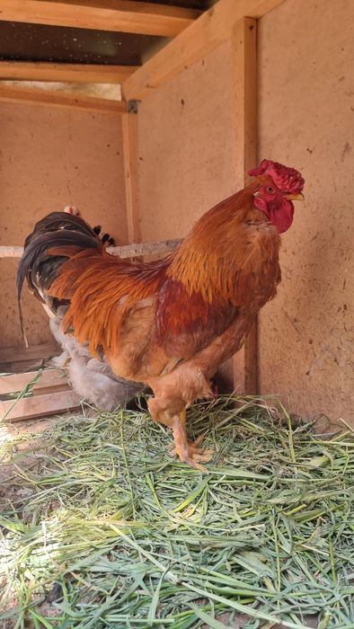 Xo'roz sotiladi Sog'lom baquvat Yosh