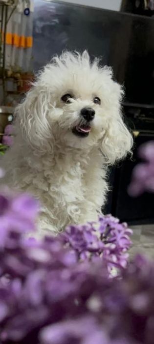 Вязка Той Пудель