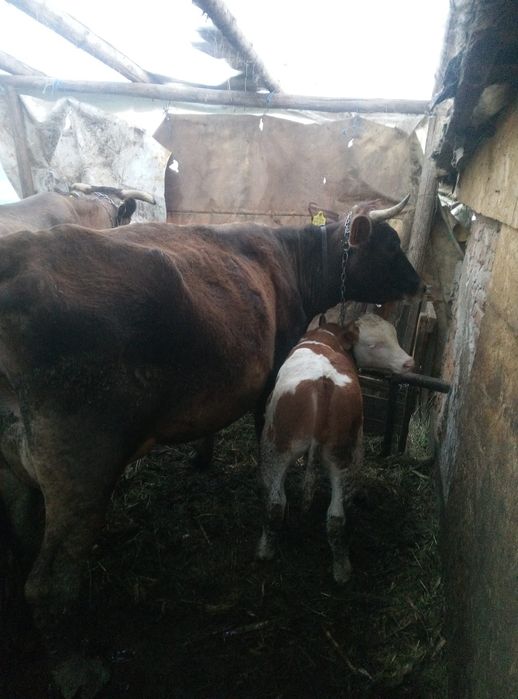 Schimb două vaci cu lapte cu viței lângă ele și un cal pe un tractor cu freza
