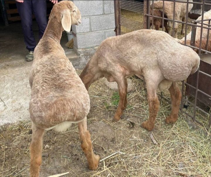 Өзбек тивида турк кинолары