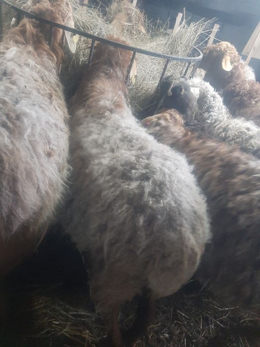 Продам котную овцу