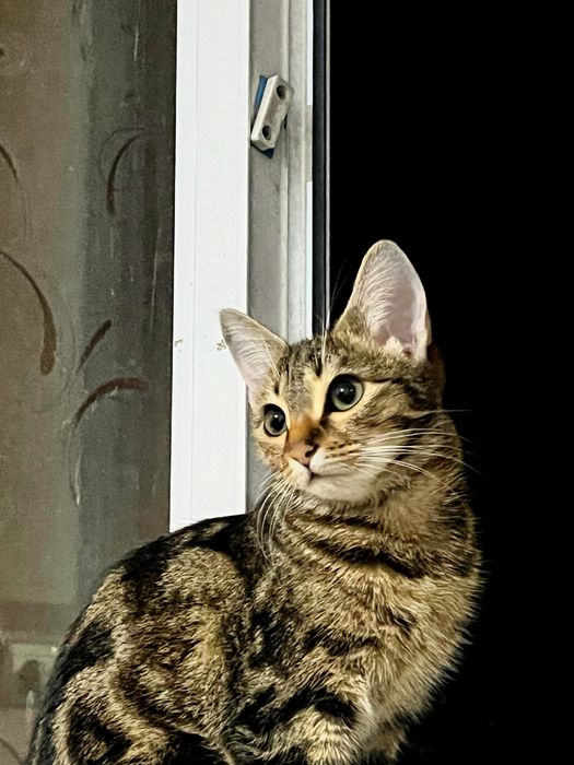 xadya mushuk 7 oylik qiz bola