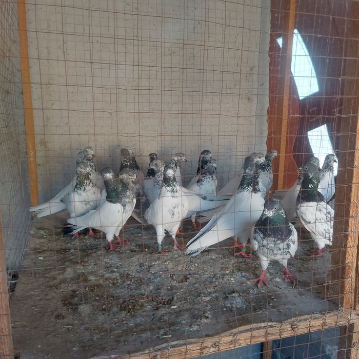 Пакистанцы летный игровые