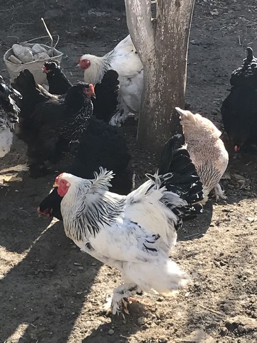 Brama tuximlariga zakaz olamiz  zoti toza 100%