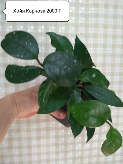 Продам Хойю "Карноза"