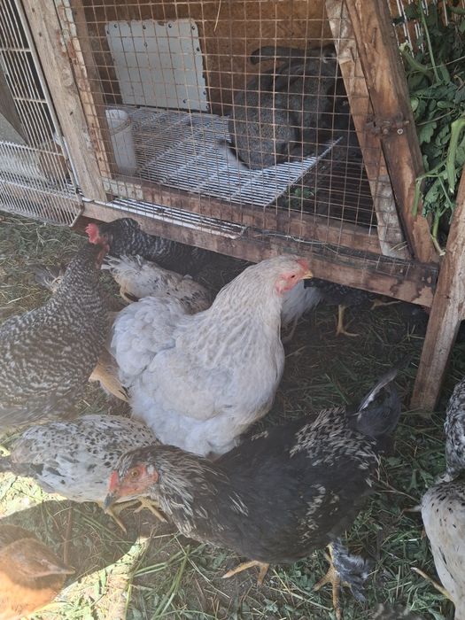 Продам курочек подрощенных.