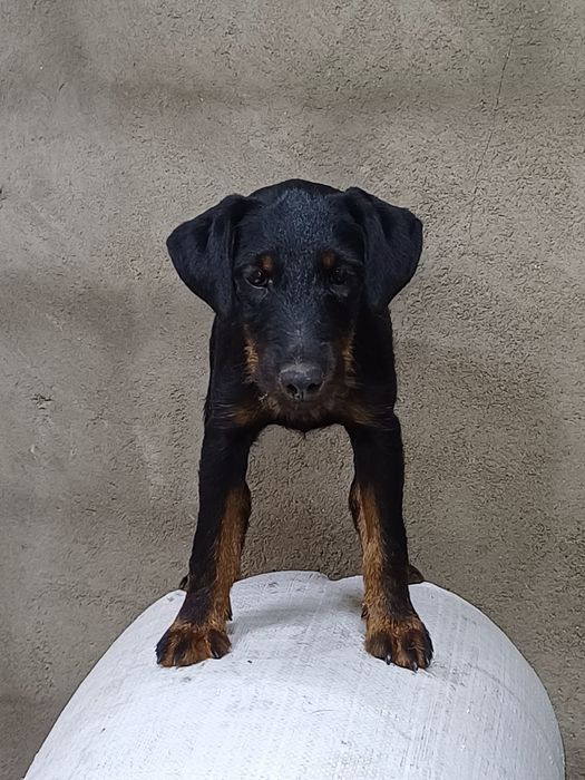 Щенки ягдтерьера