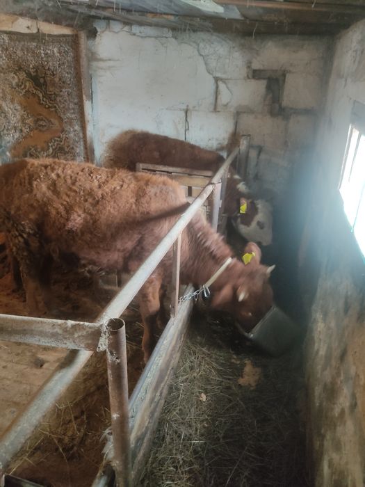 Тёлочек годовалых