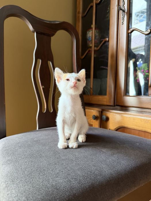 Маленький миленький котенок ищет заботливую хозяйку