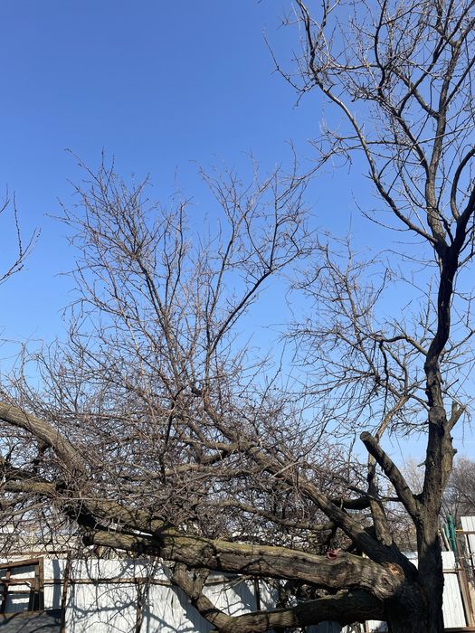 Тегін отын. Дрова бесплатно