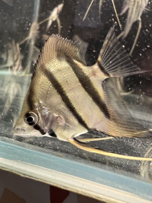 Rio Nanay Angelfish малки