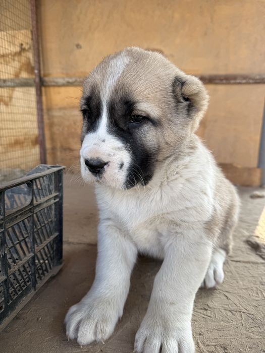 Alabay it sotiladi moda