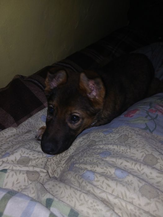 Срочно отдам щеночка