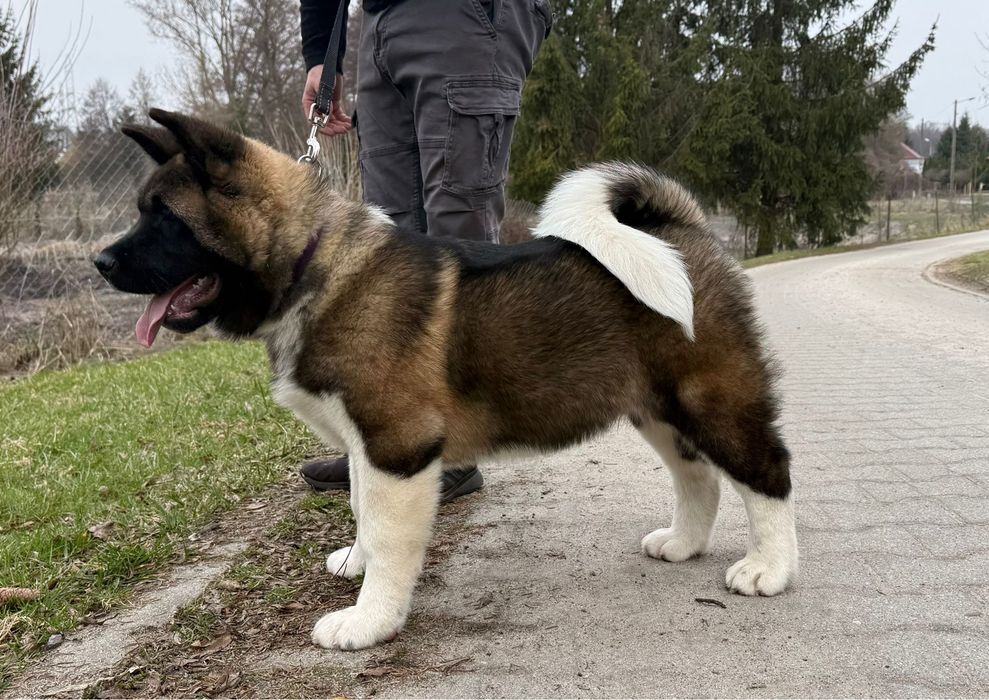 Catel Akita American cu Pedigree