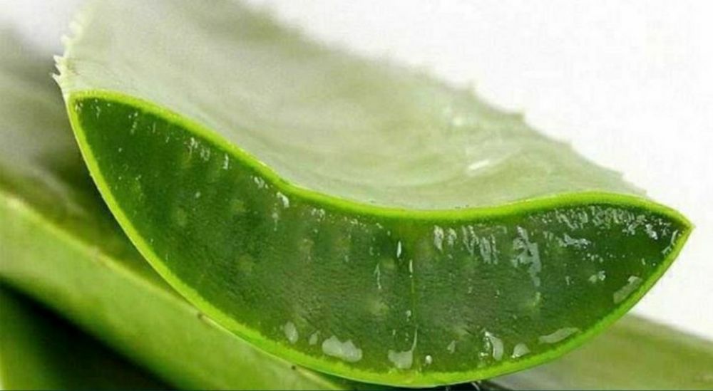 Frunza de Aloe Barba Demisia