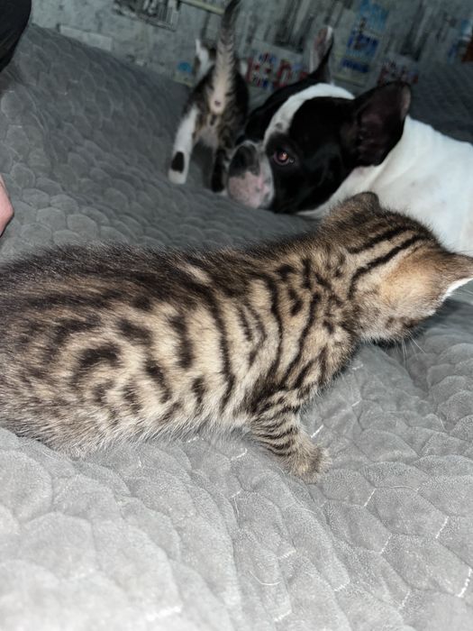 Котята мальчики отдам добрые руки