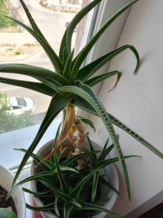 Алоэ комнатное растение