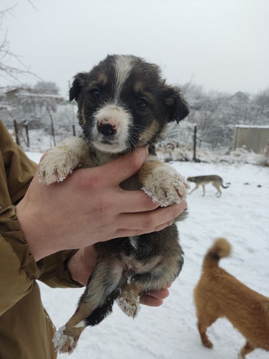 Отдам щенят( малышей- мелкашей)