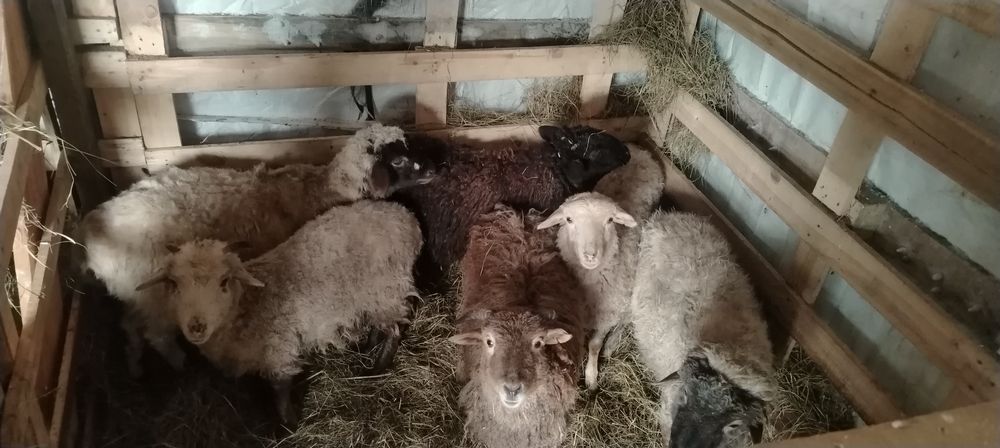 Продам баранов жирные