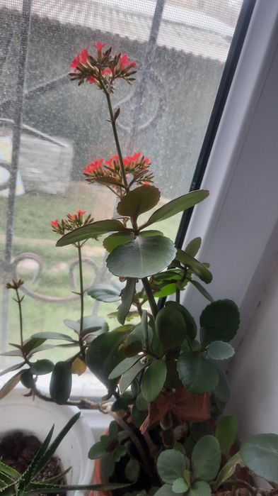 Продам комнатные растения